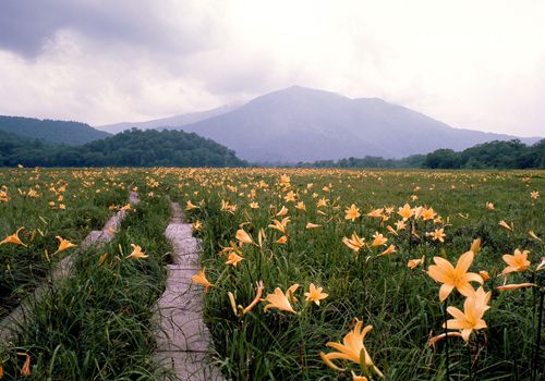No.13 in the midst of daylilies(seeing Mt.Shibutsusan)