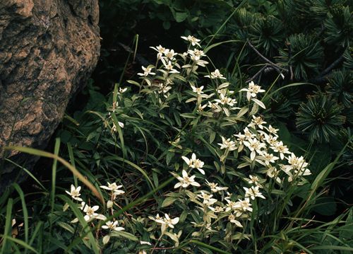 エーデルワイス(ホソバウスユキソウ)