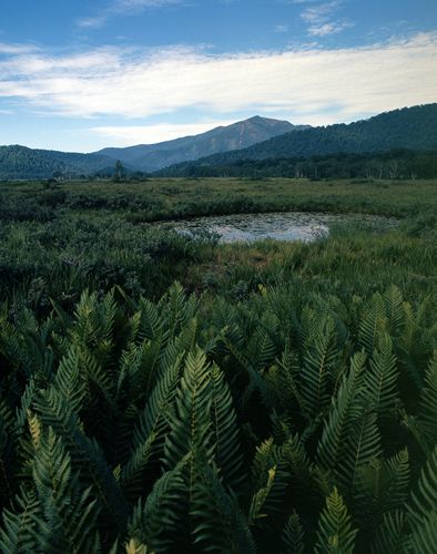 尾瀬ケ原小景 1