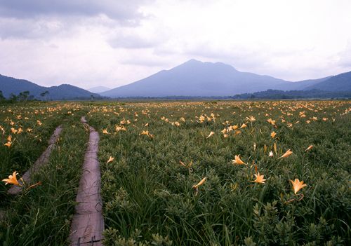 No.12 in the midst of daylilies(seeing Mt.Hiuchigatake)