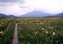 in the midst of daylilies<br>=seeing Mt.Hiuchigatake=