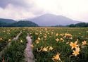 in the midst of daylilies<br>=seeing Mt.Shibutsusan=